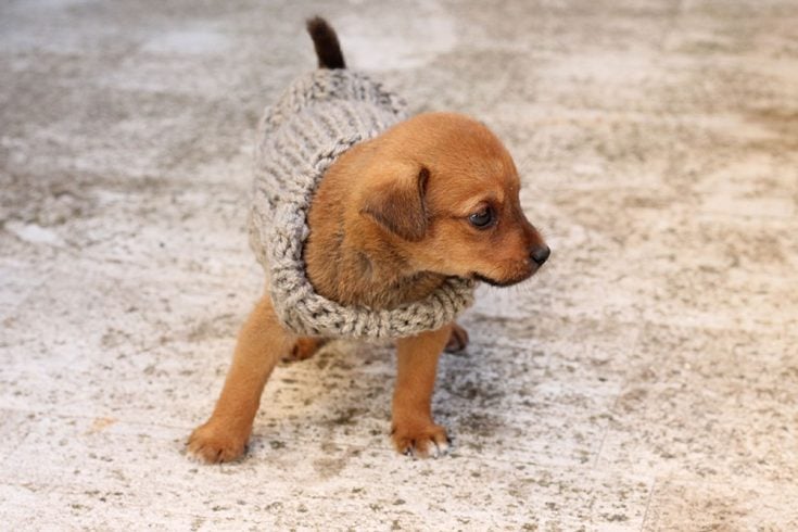 Free Knitting Pattern For A Puppy Sweater
