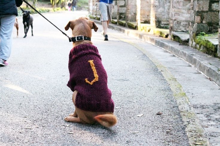 The Mischief Managed Dog Sweater Free Knitting Pattern