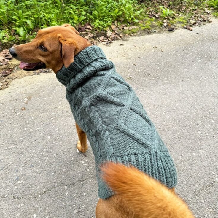Aran dog sweater feat image