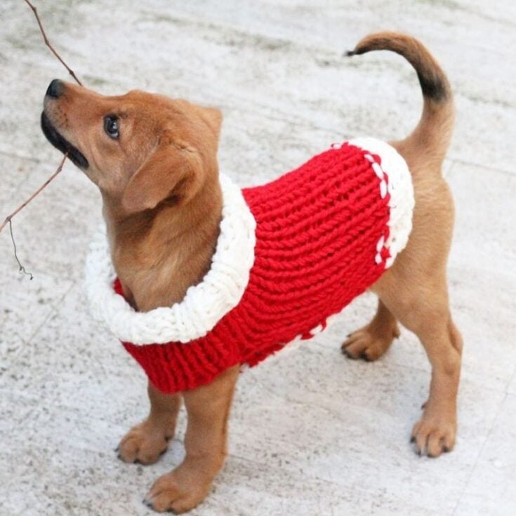 puppy wearing a red sweater