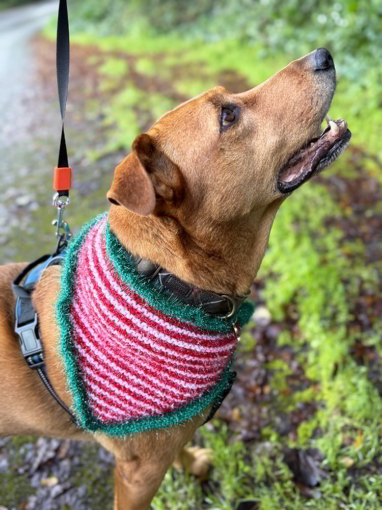 Christmas dog bandana pattern