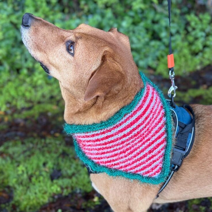 Christmas elf stripes dog bandana featured image