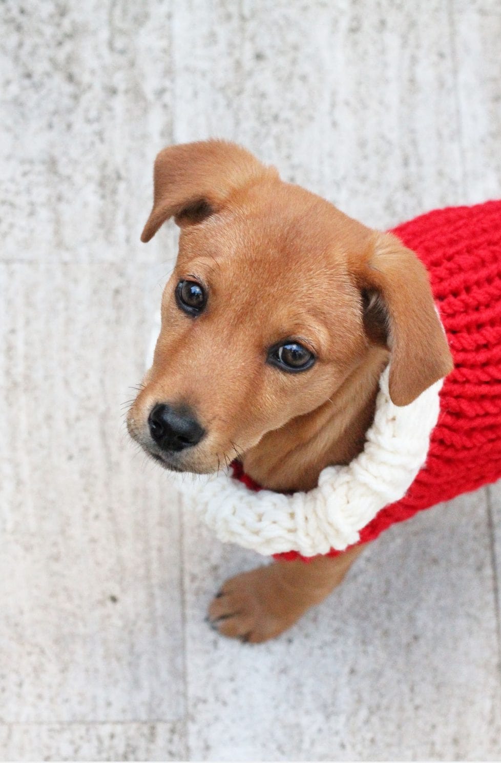 puppy sweater pattern
