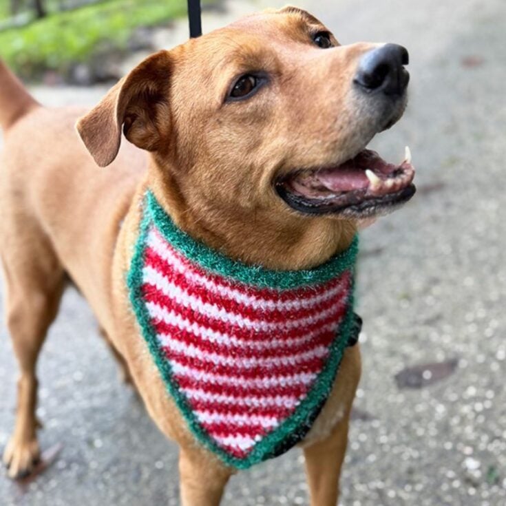 Image for Elf Stripes Crochet Dog Bandana (Free Pattern)