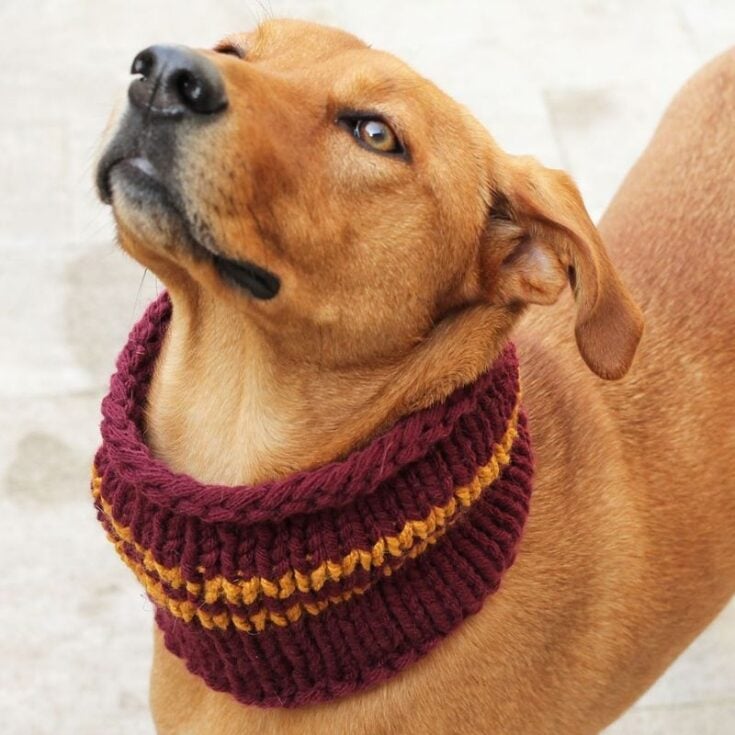 Dog Cowl Knitting Pattern