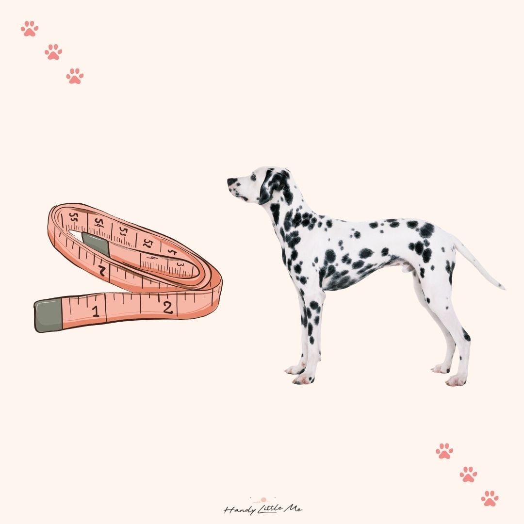 How to measure a dog featured image.