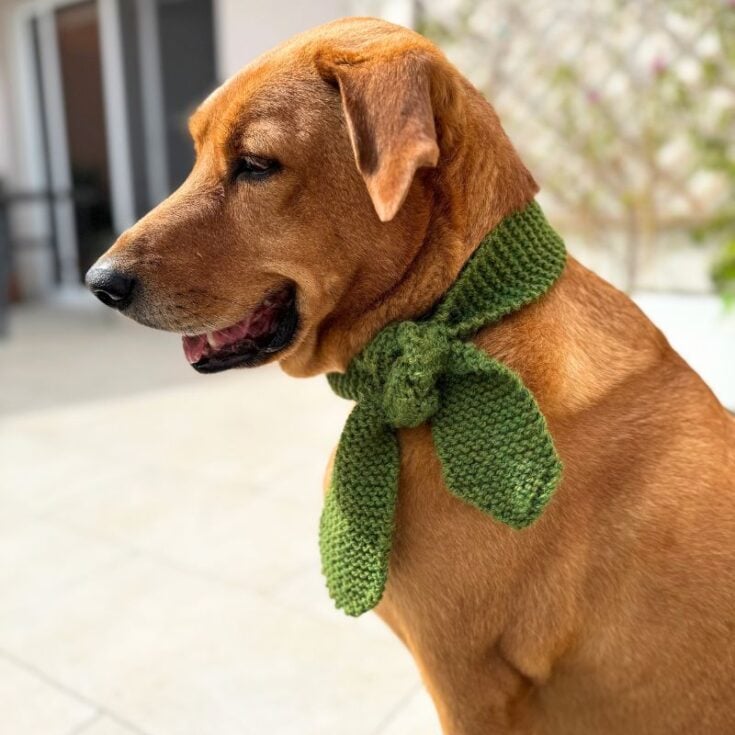 Knit dog scarf featured image