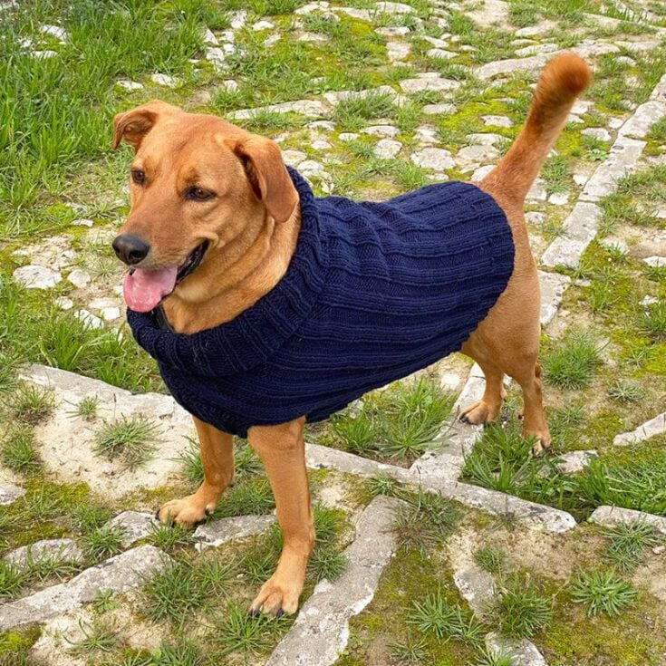 Knitted dog sweater for advanced knitters, constructed in two flat pieces on straight knitting needles and seamed together, featuring structured shaping and detailed stitch work.