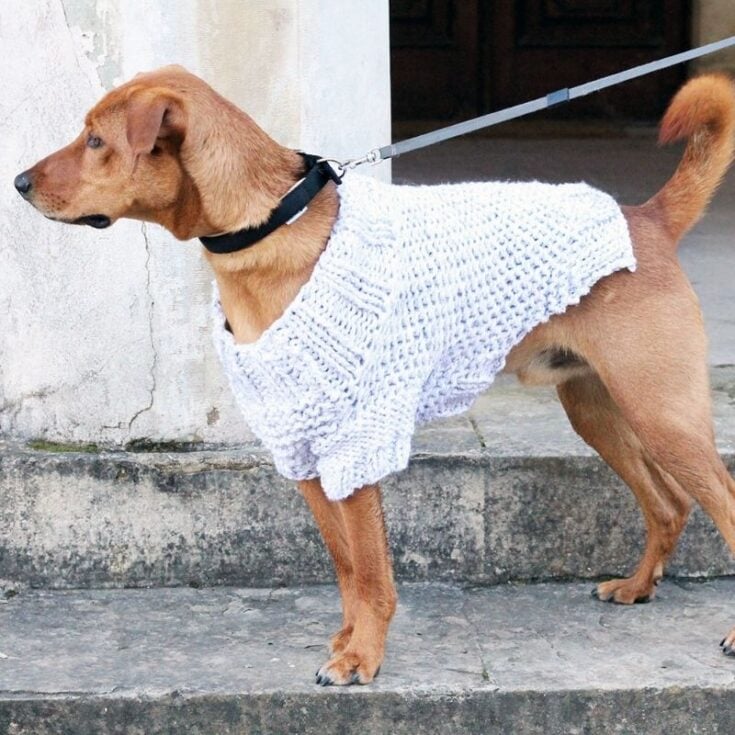 Image for Large Dog Sweater Knitting Pattern