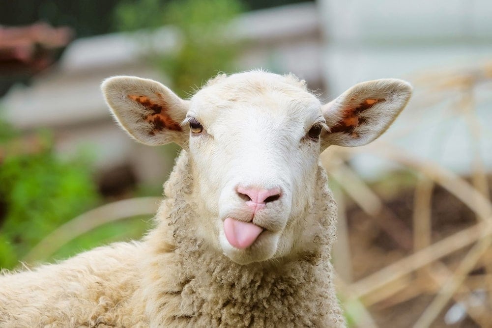 sheep sticking his tongue out