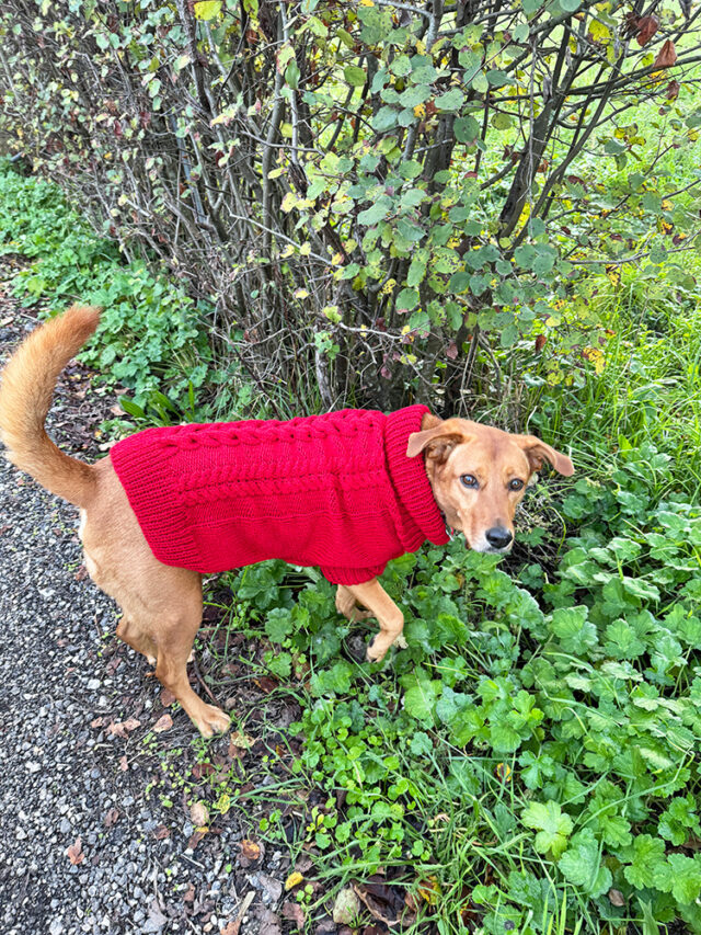 Dog Pattern Cable Knit Cardigan