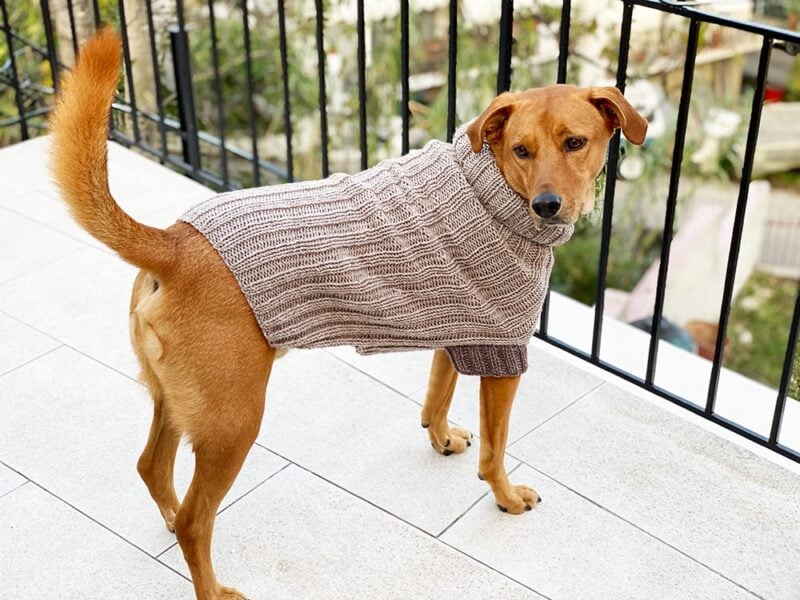 10 Beautiful Fall Dog Sweater Knitting Patterns Handy Little Me