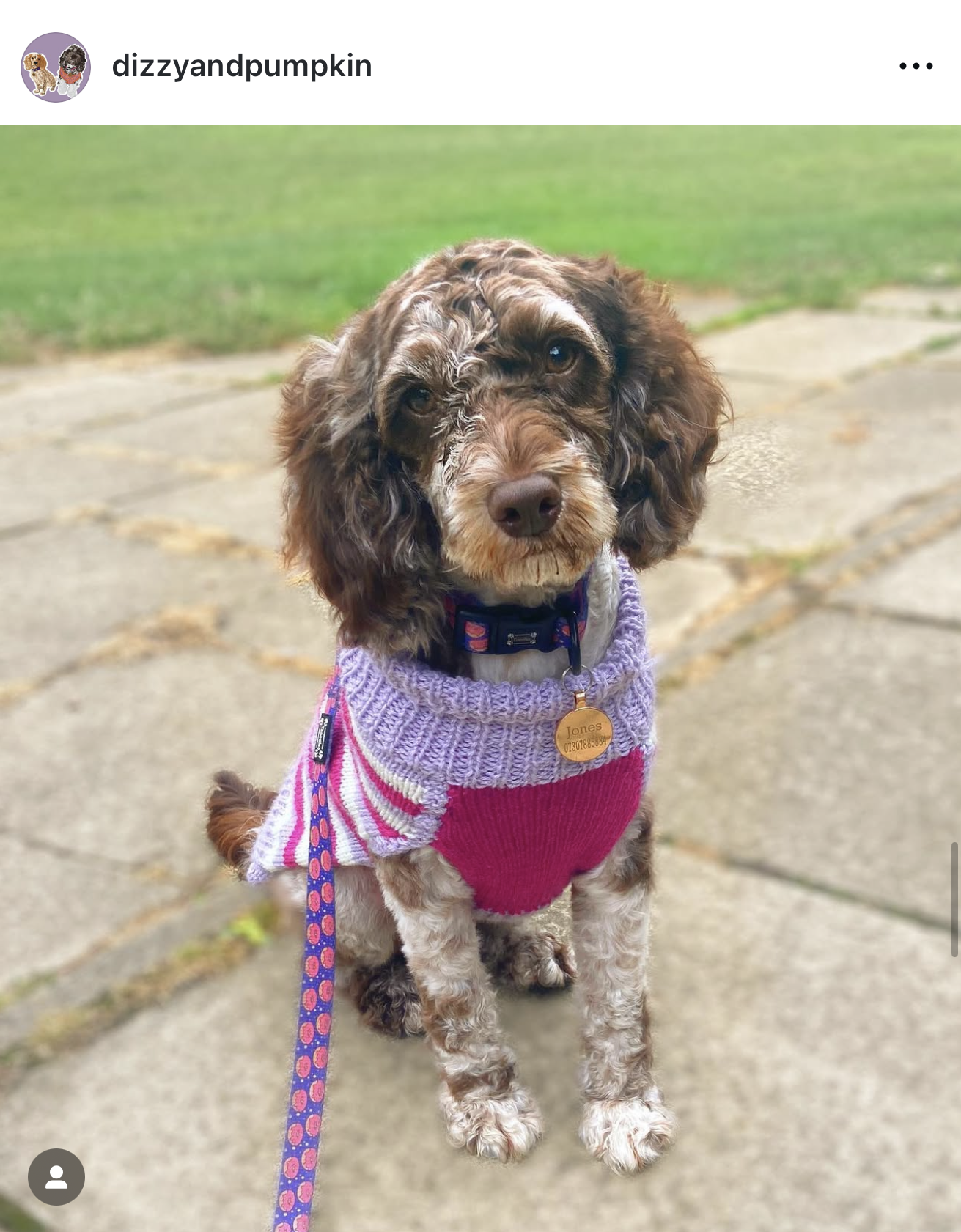 dog sweater by dizzyandpumpkin