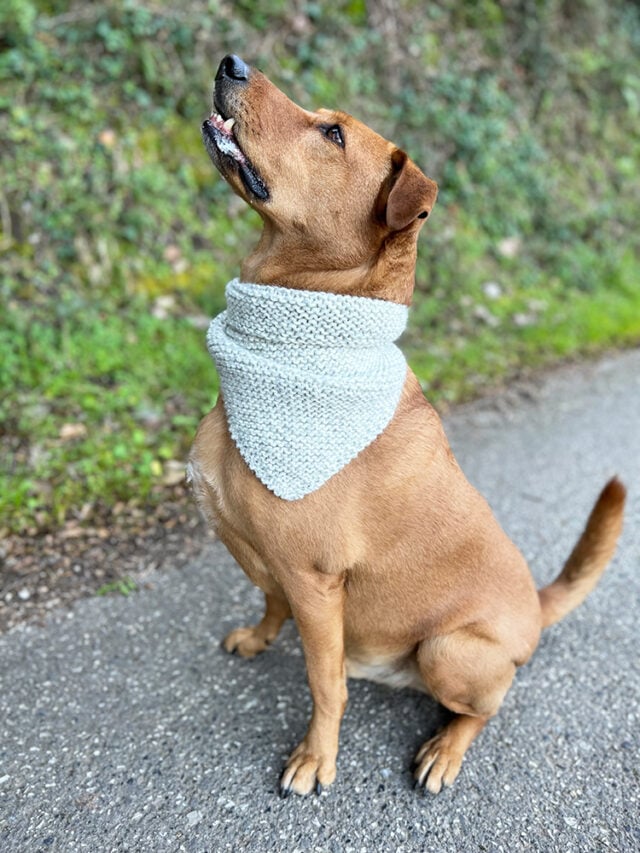 Dog Bandana Knitting Pattern Handy Little Me