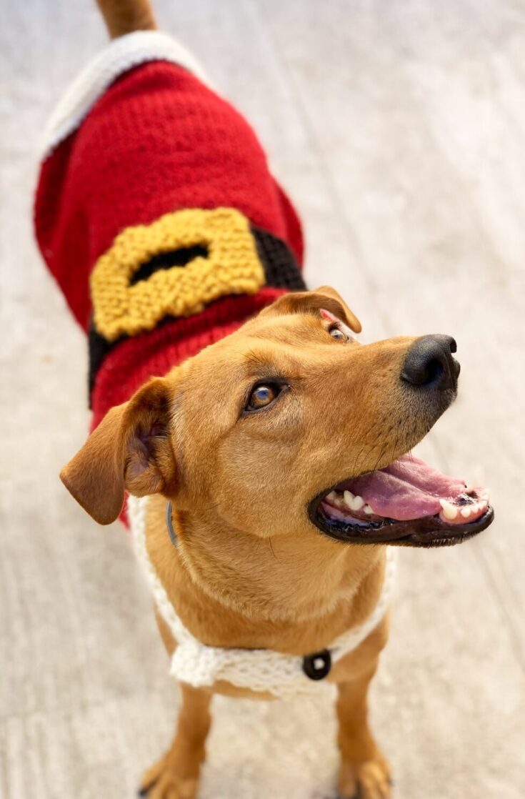 dog wearing a knitted sweater