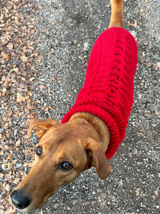 Cable Knit Dog Sweater Pattern (Knitted Turtleneck) - Handy Little Me